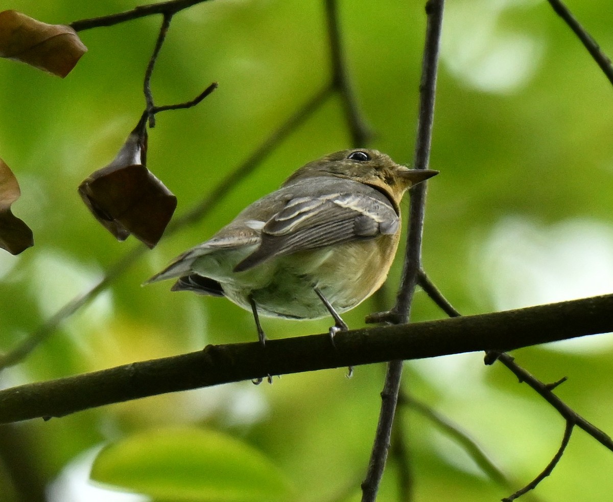 mugimakifluesnapper - ML645885900