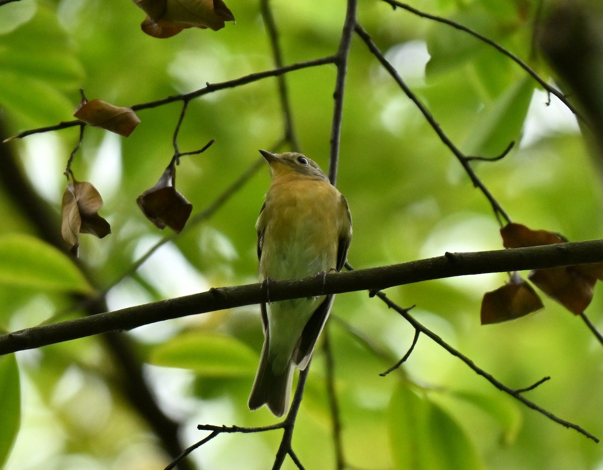 mugimakifluesnapper - ML645885901