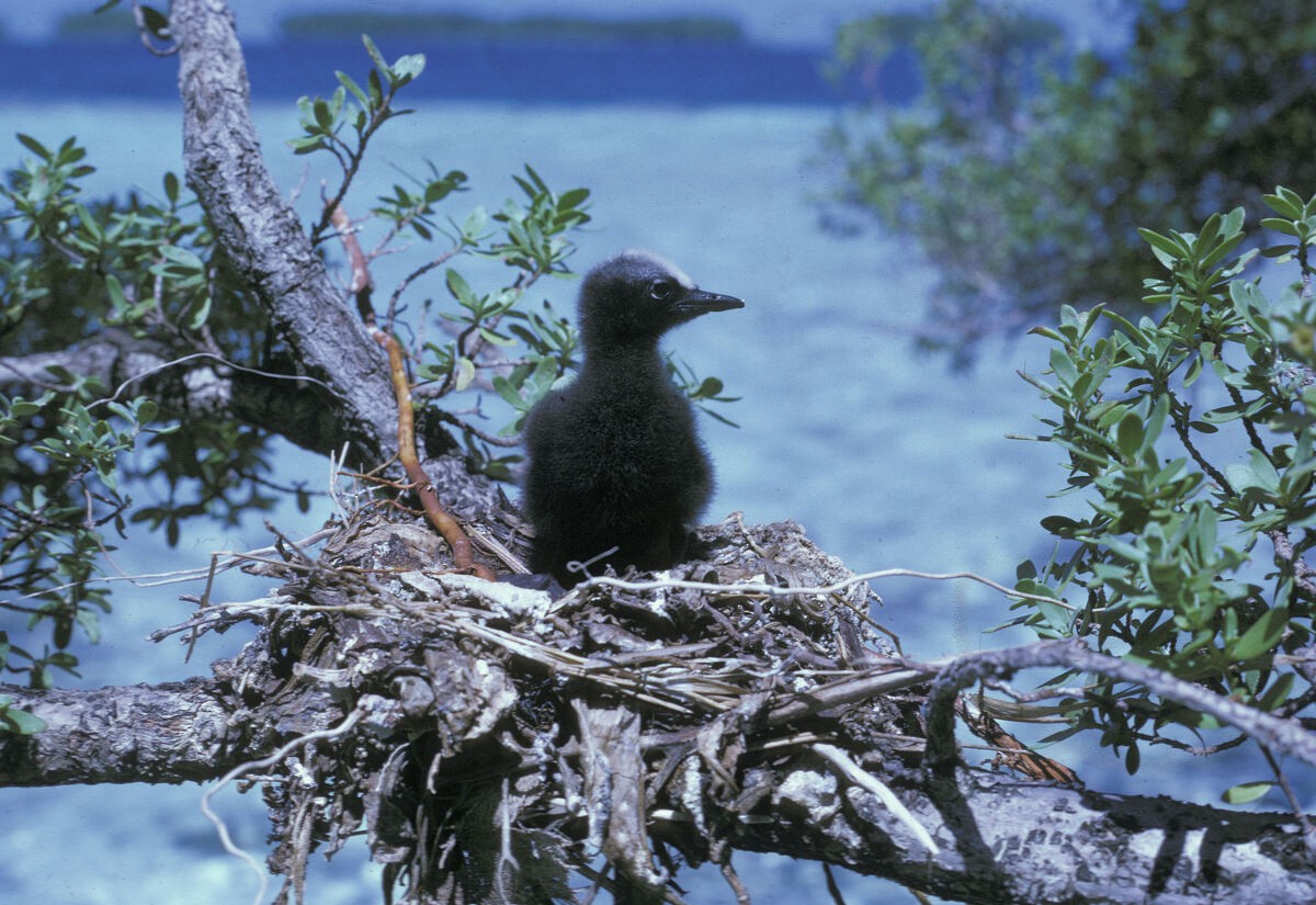 svartnoddy - ML645885902