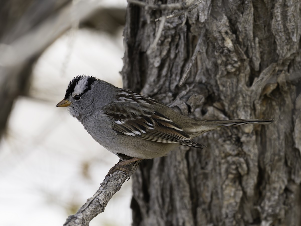 hvitkronespurv - ML645885904