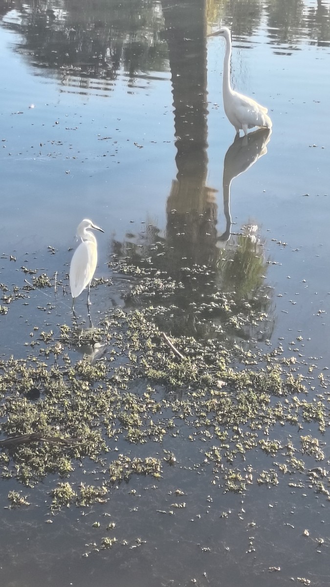 egretthegre - ML645885905