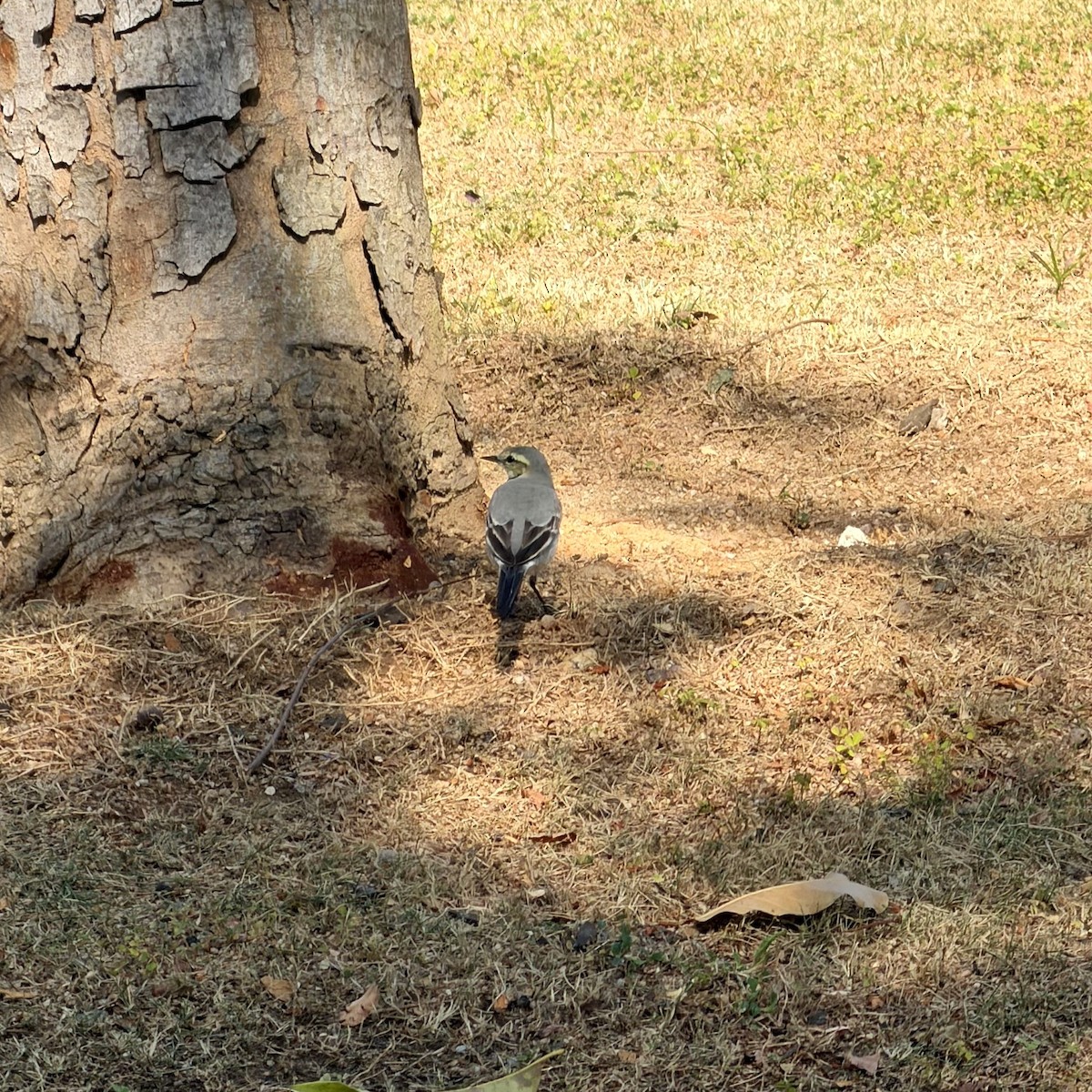 linerle - ML645885906