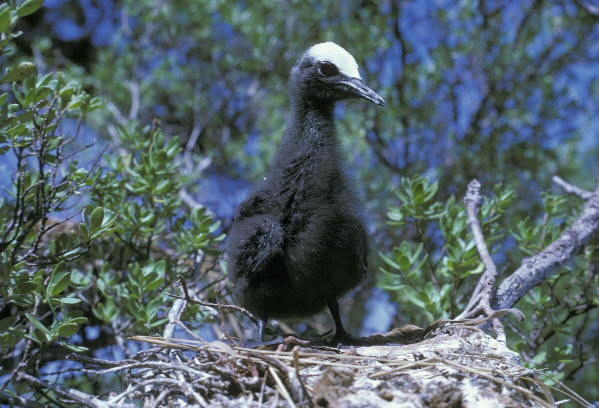 svartnoddy - ML645885907