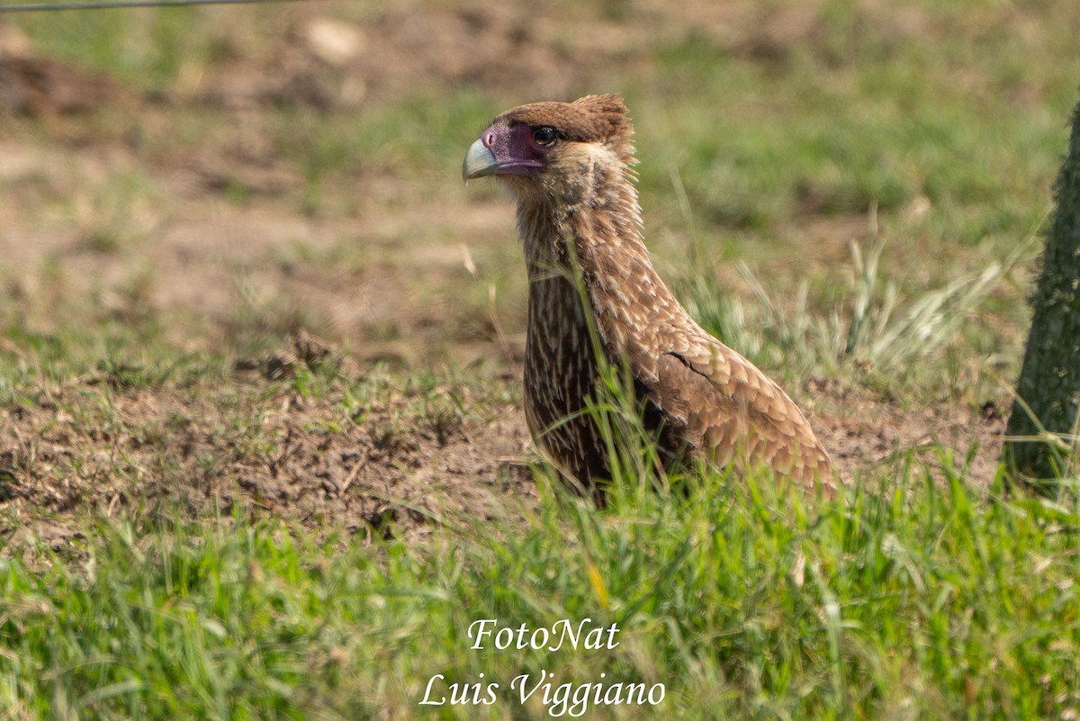 Crested Caracara - ML645885908