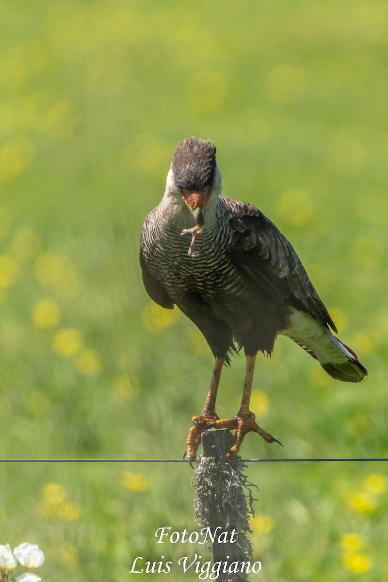 Crested Caracara - ML645885909