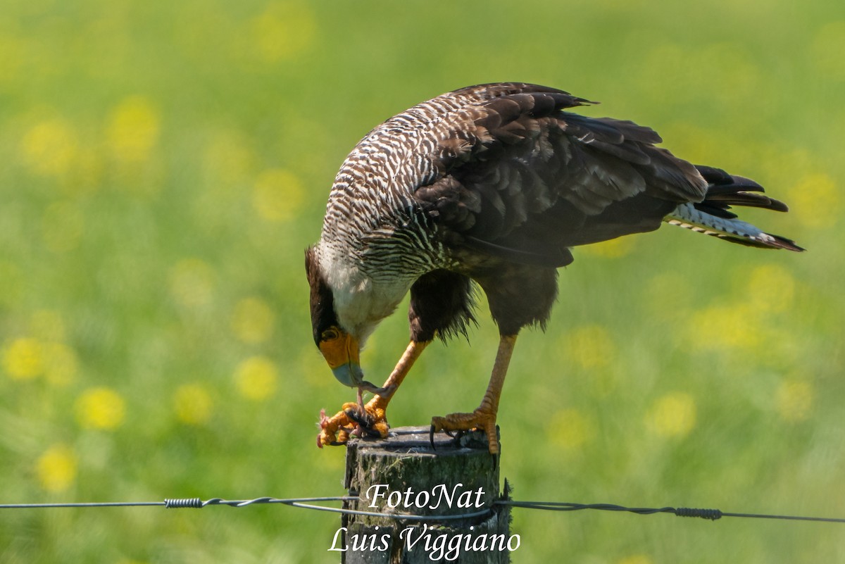 Crested Caracara - ML645885910