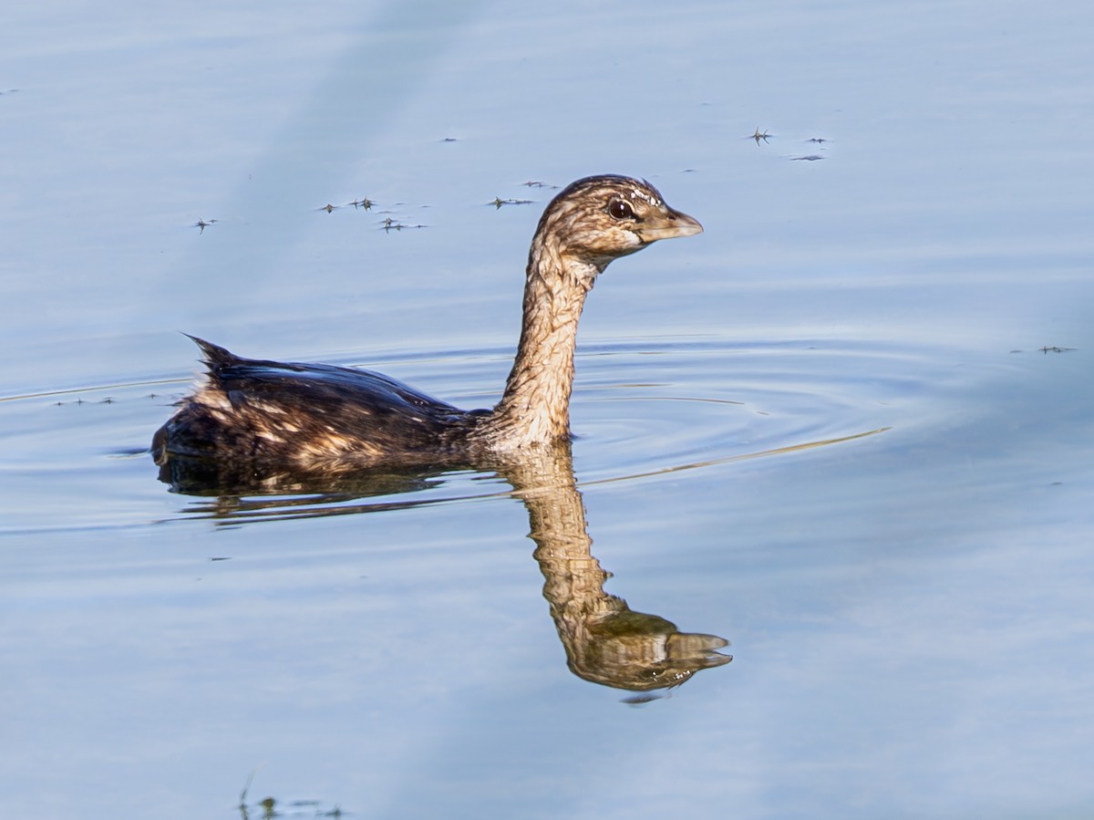 ringnebbdykker - ML645885913