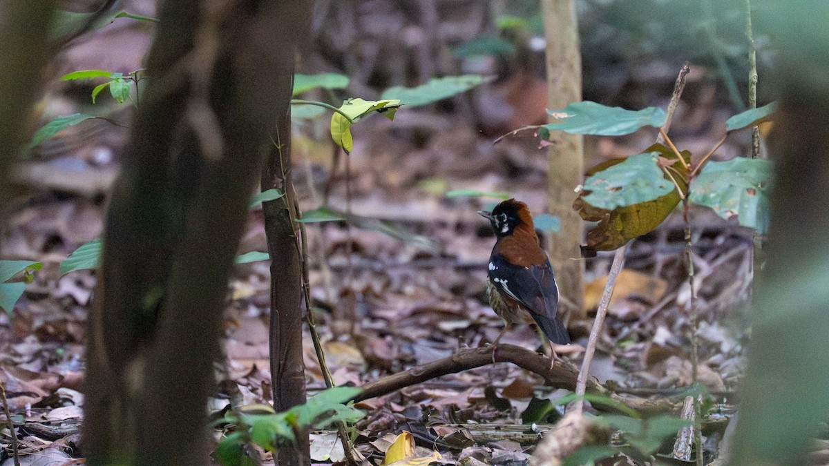 rødryggtrost - ML645885914