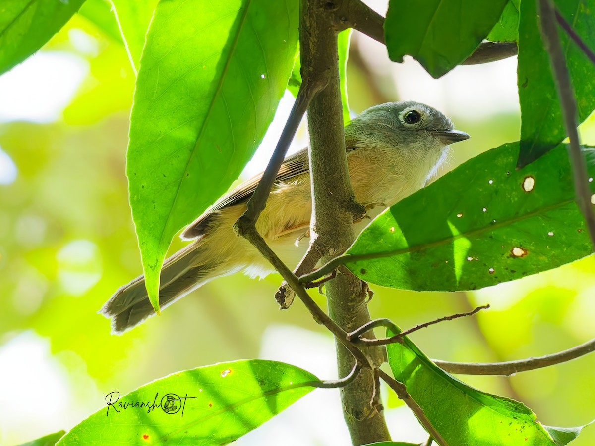 gråhodefulvetta - ML645885915