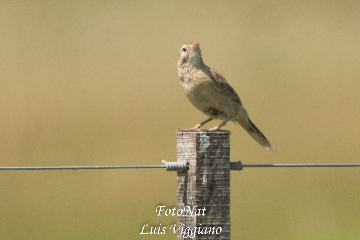 Firewood-gatherer - ML645885917