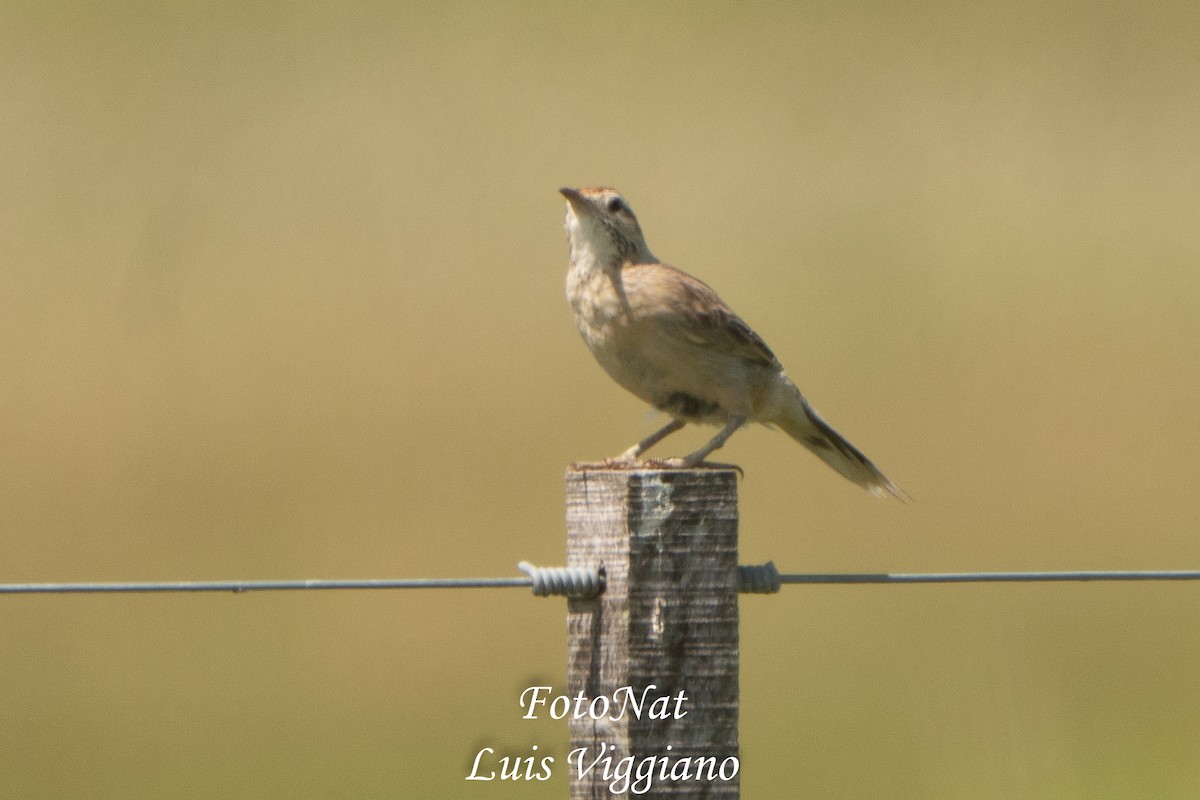 Firewood-gatherer - ML645885918