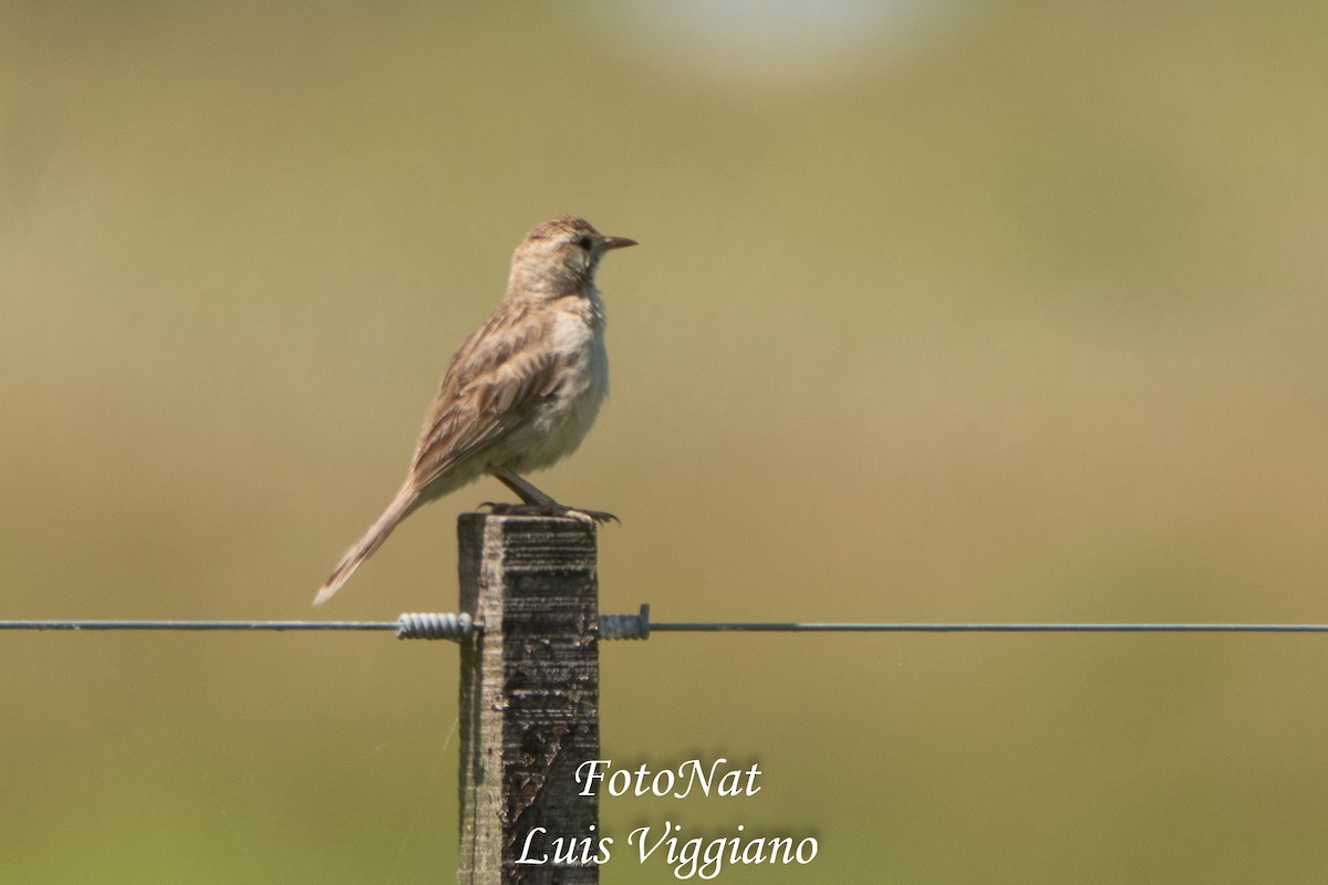 Firewood-gatherer - ML645885920