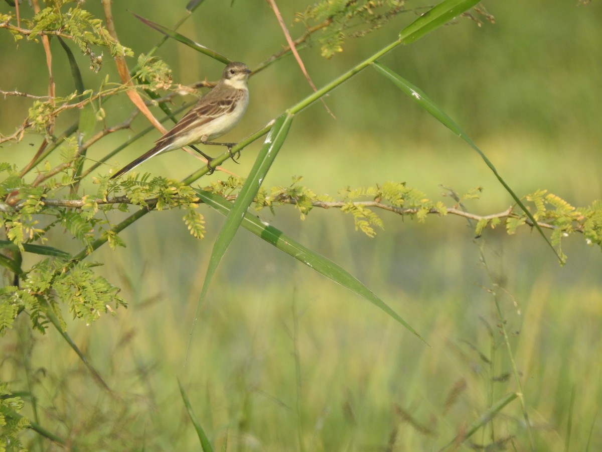 נחליאלי לימוני - ML645885924
