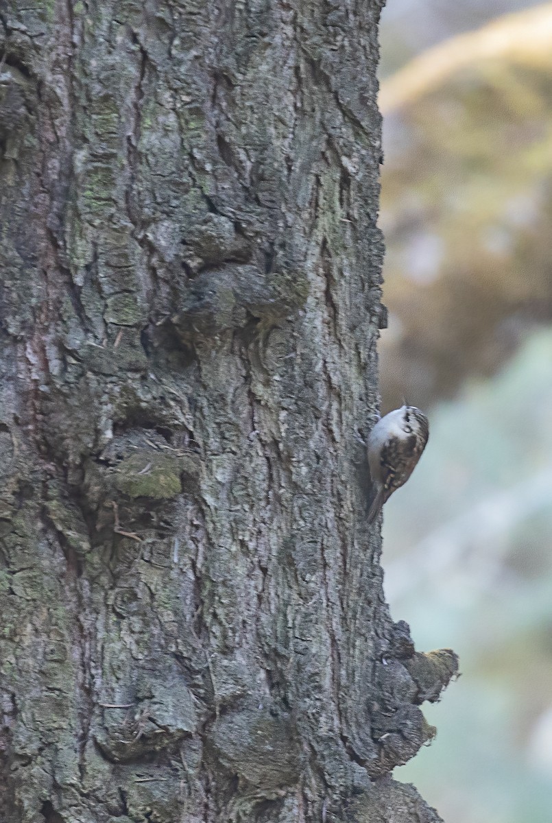 Hodgson's Treecreeper - ML645885927