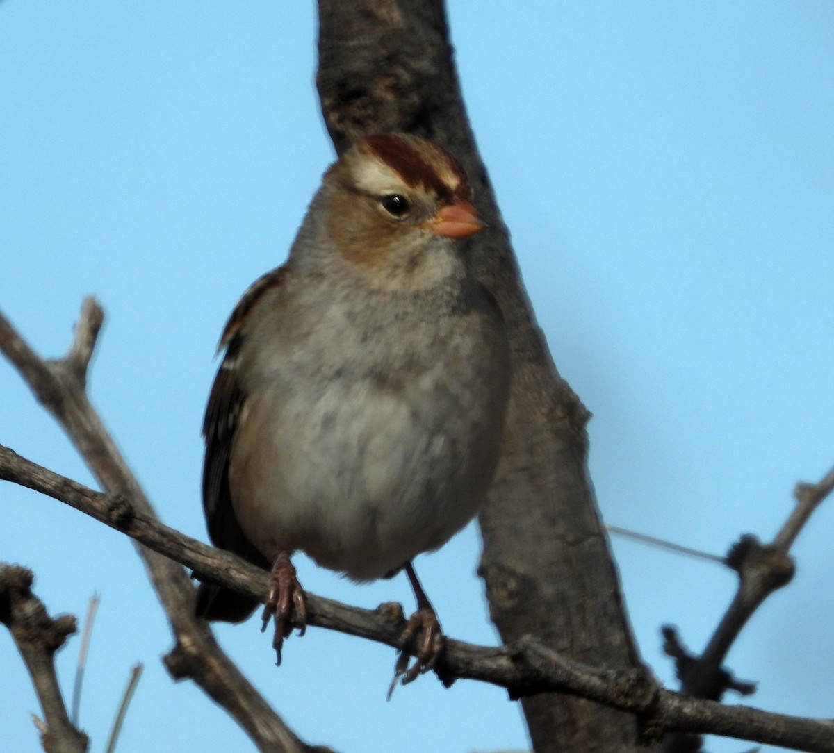 White-crowned Sparrow - ML645885936