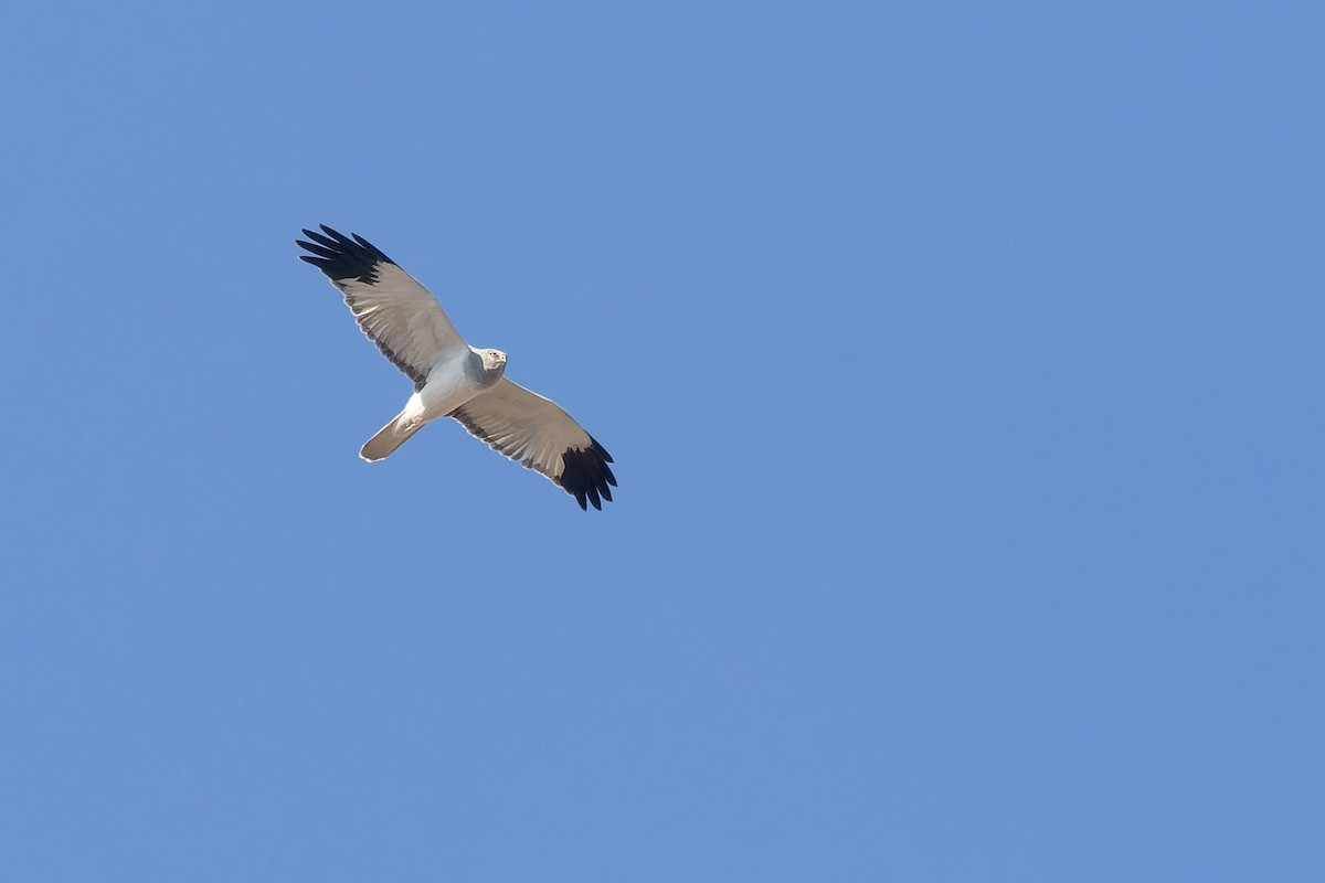 ハイイロチュウヒ - ML645885944