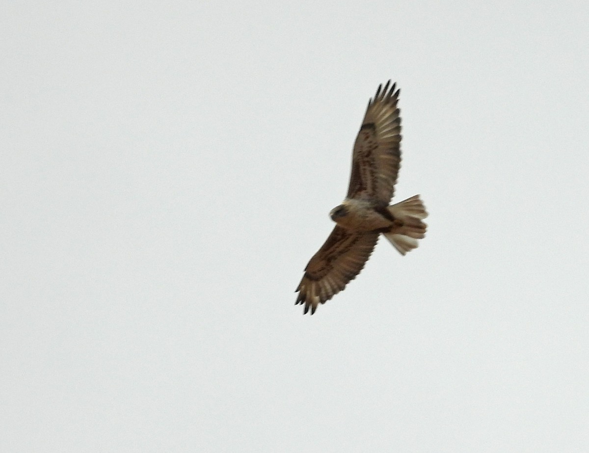 Ferruginous Hawk - ML645885957
