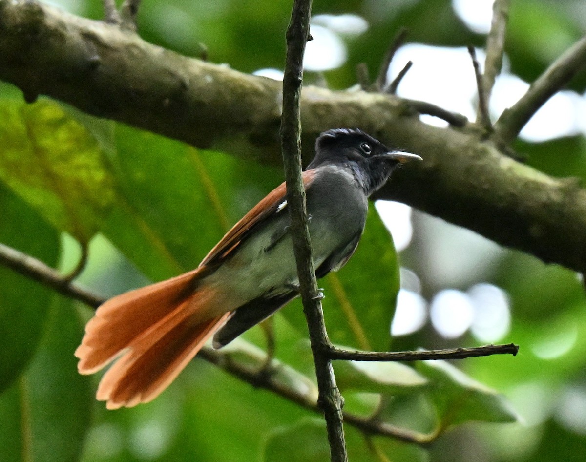 Tchitrec de Chine - ML645885958