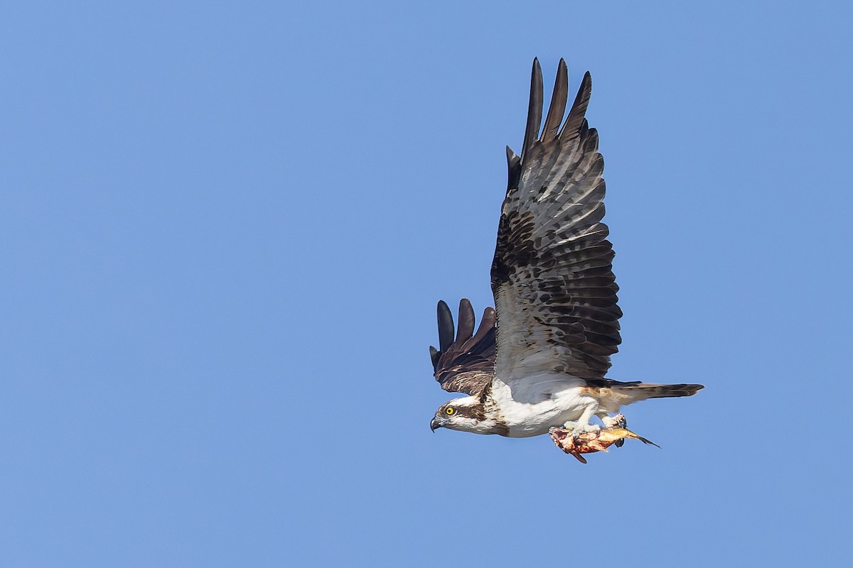 ミサゴ - ML645885959