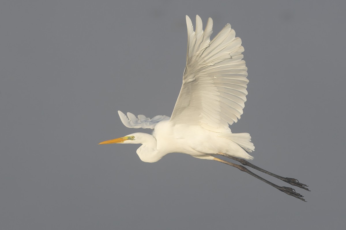 ダイサギ - ML645885975