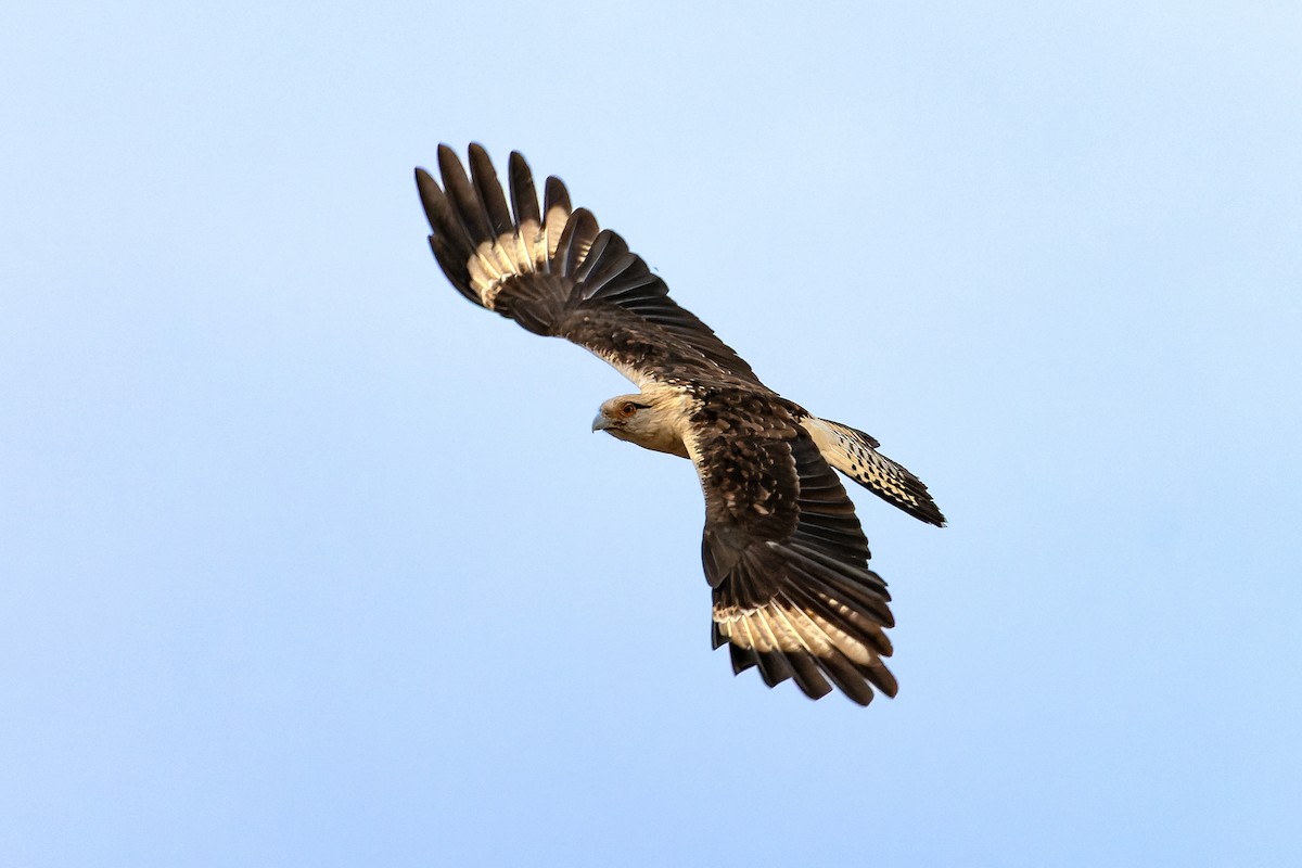 Yellow-headed Caracara - ML645885980