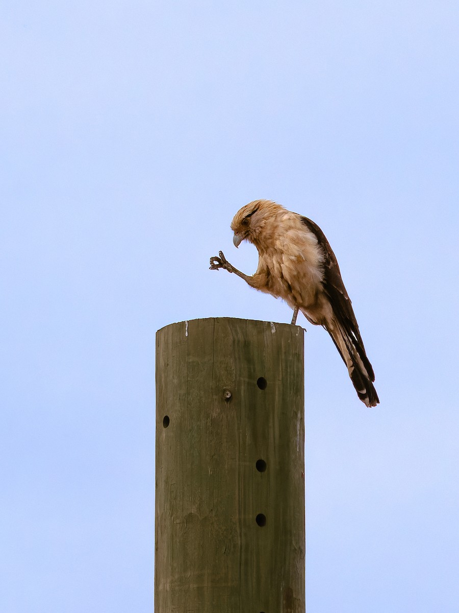 Yellow-headed Caracara - ML645885981