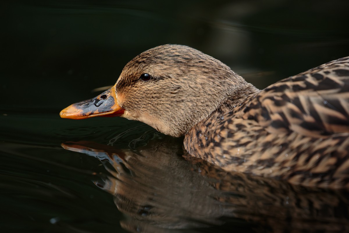 Mallard - ML645885982