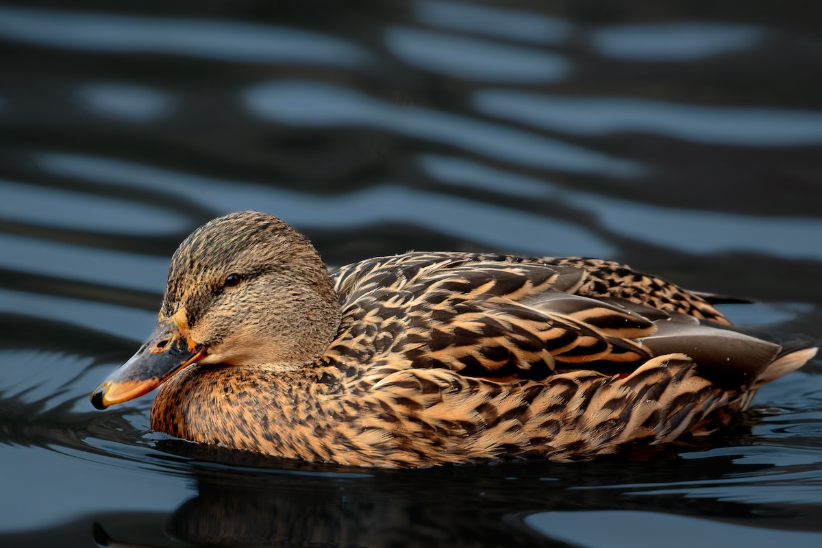 Mallard - ML645885983