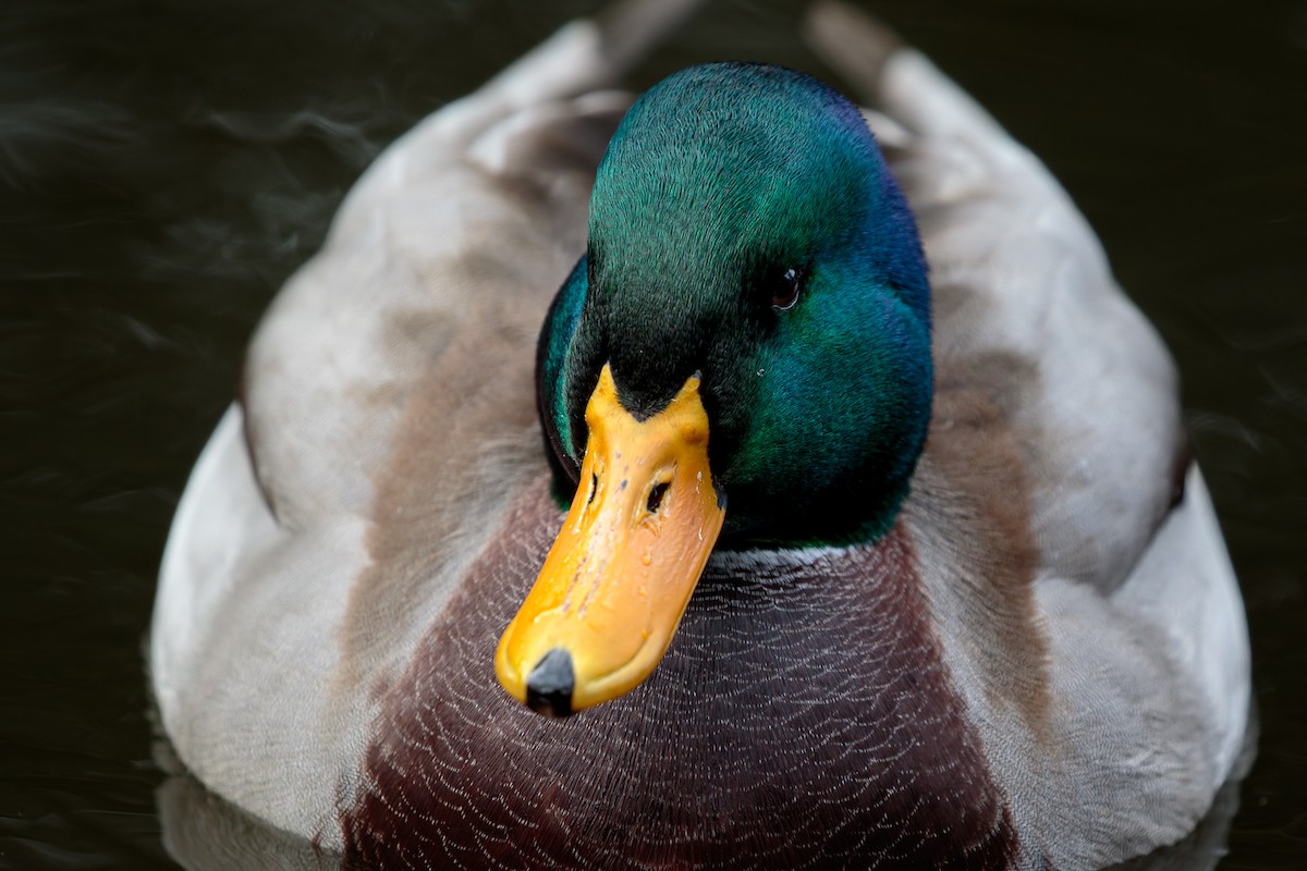 Mallard - ML645885984