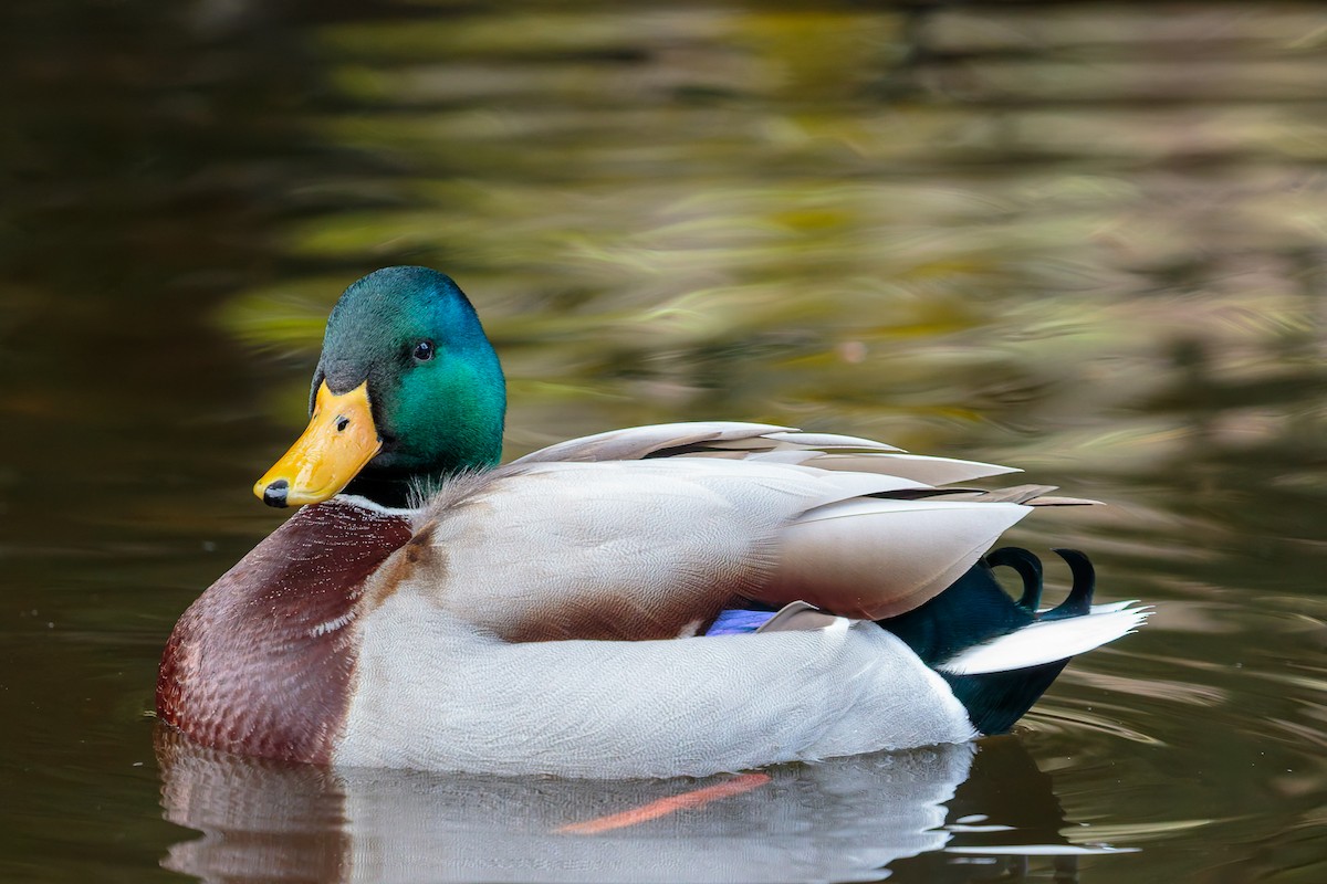 Mallard - ML645885985