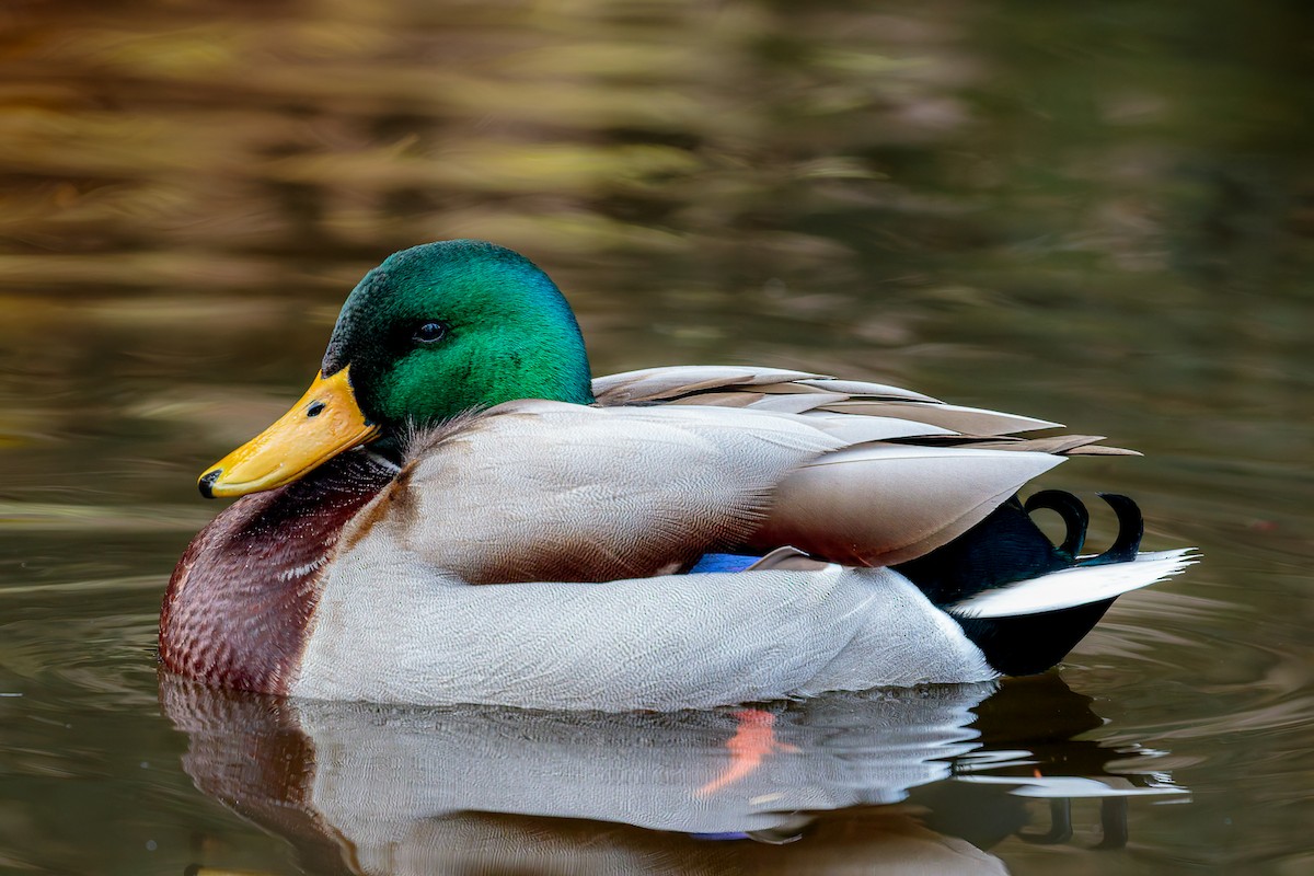 Mallard - ML645885986