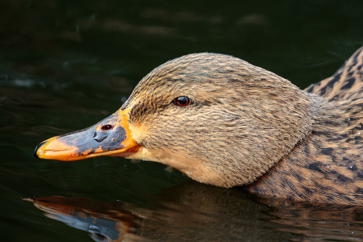 Mallard - ML645885987
