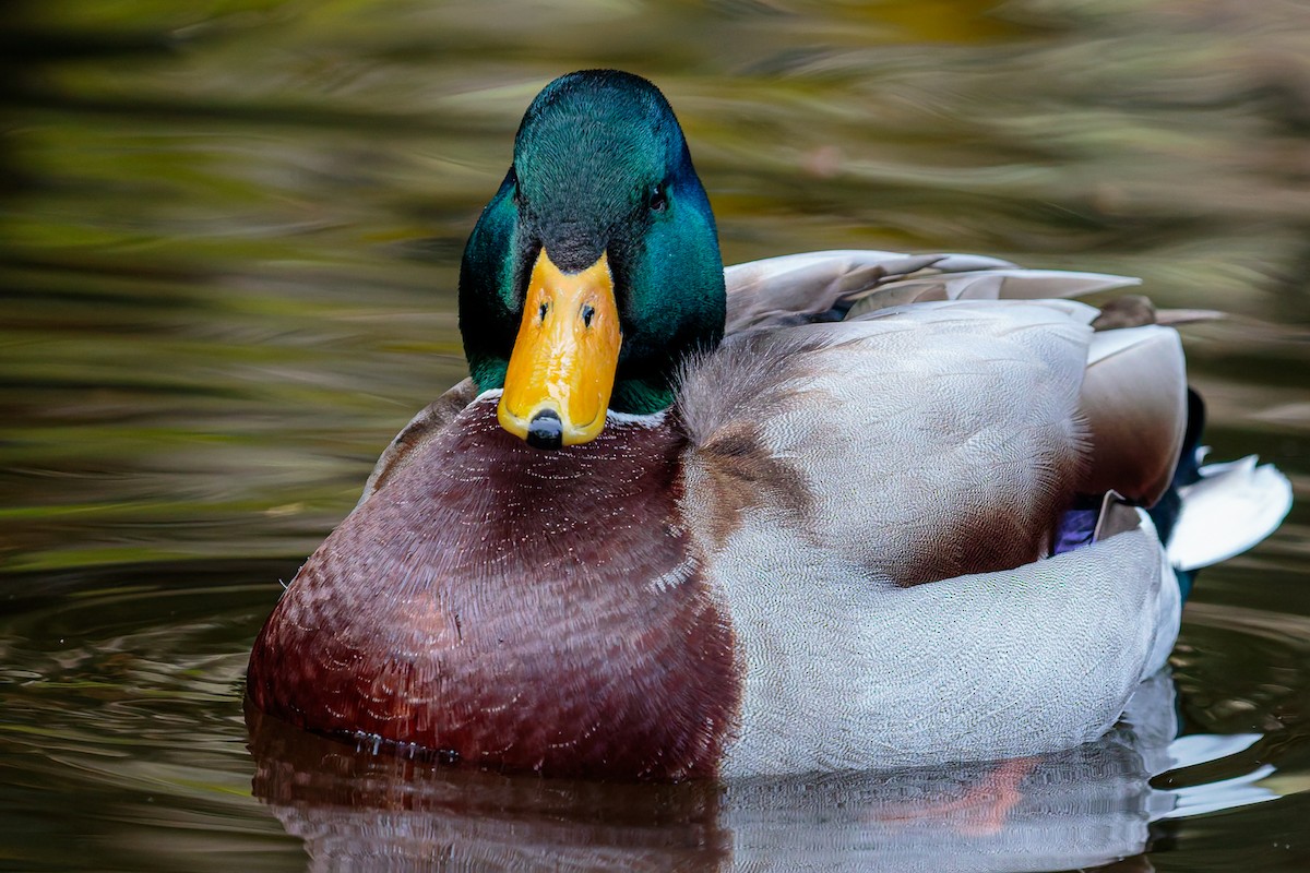 Mallard - ML645885988