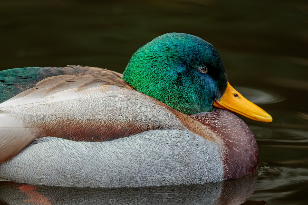 Mallard - ML645885989