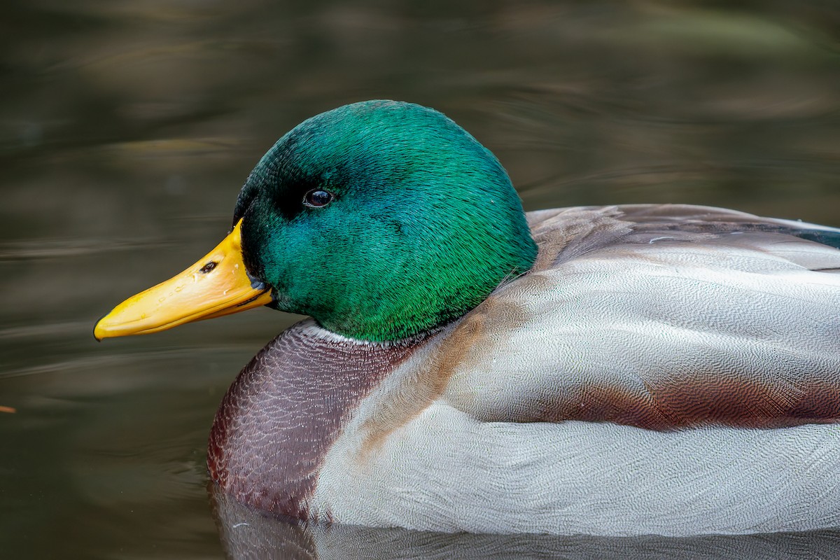 Mallard - ML645885990