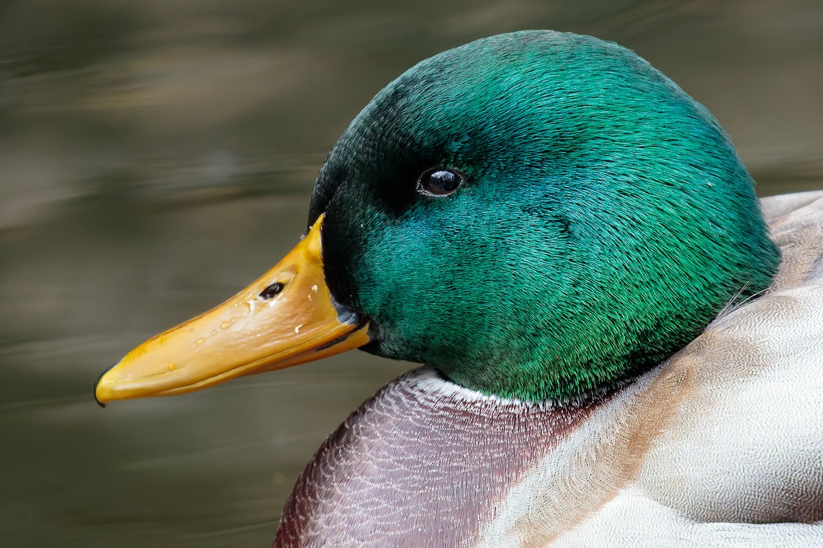 Mallard - ML645885991