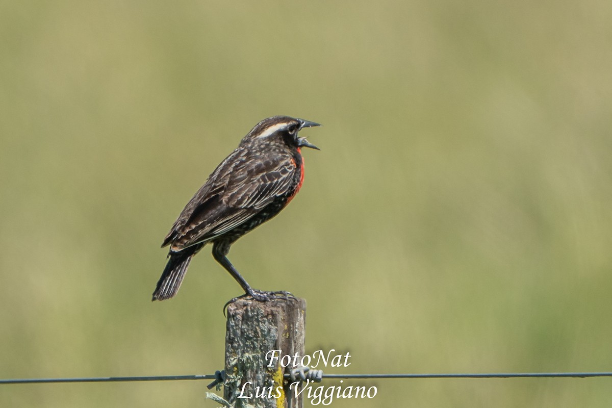 White-browed Meadowlark - ML645885992