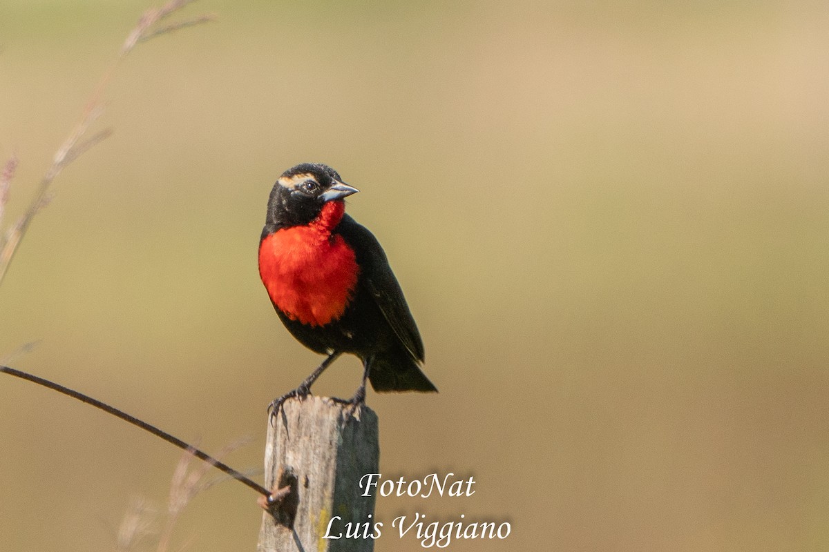 White-browed Meadowlark - ML645885993