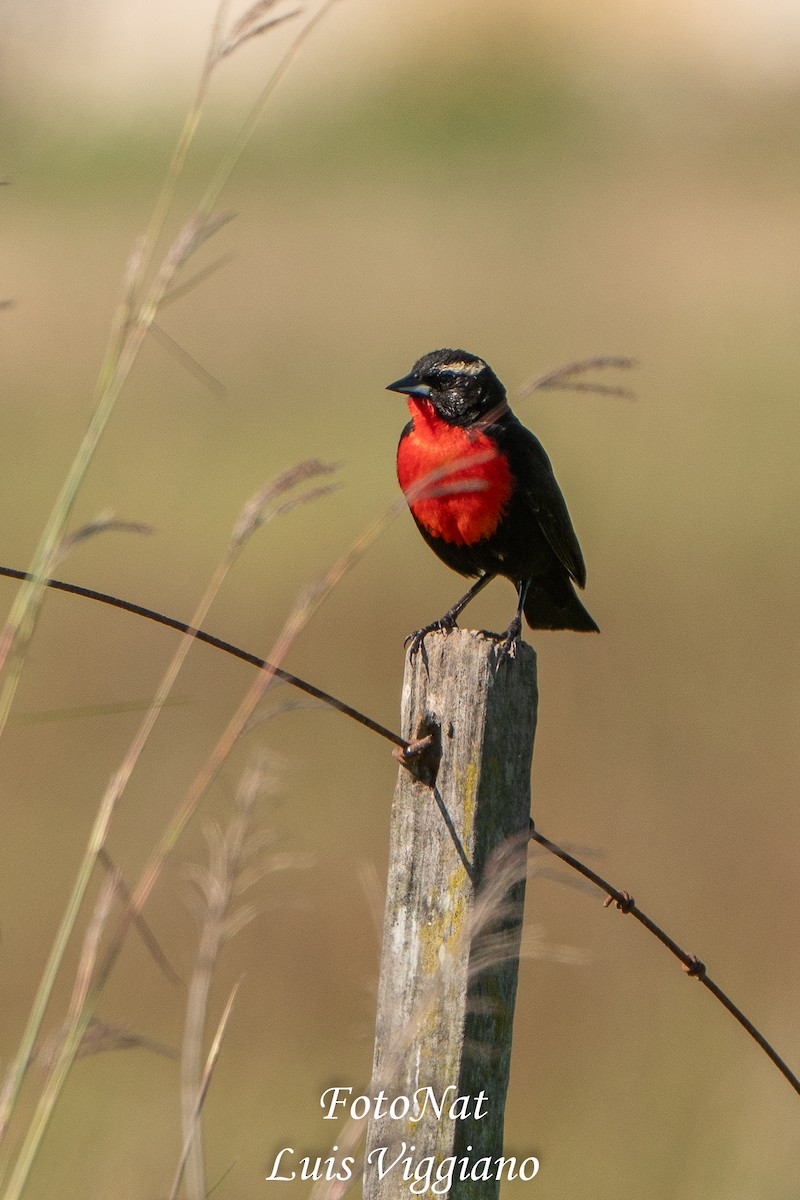 White-browed Meadowlark - ML645885994