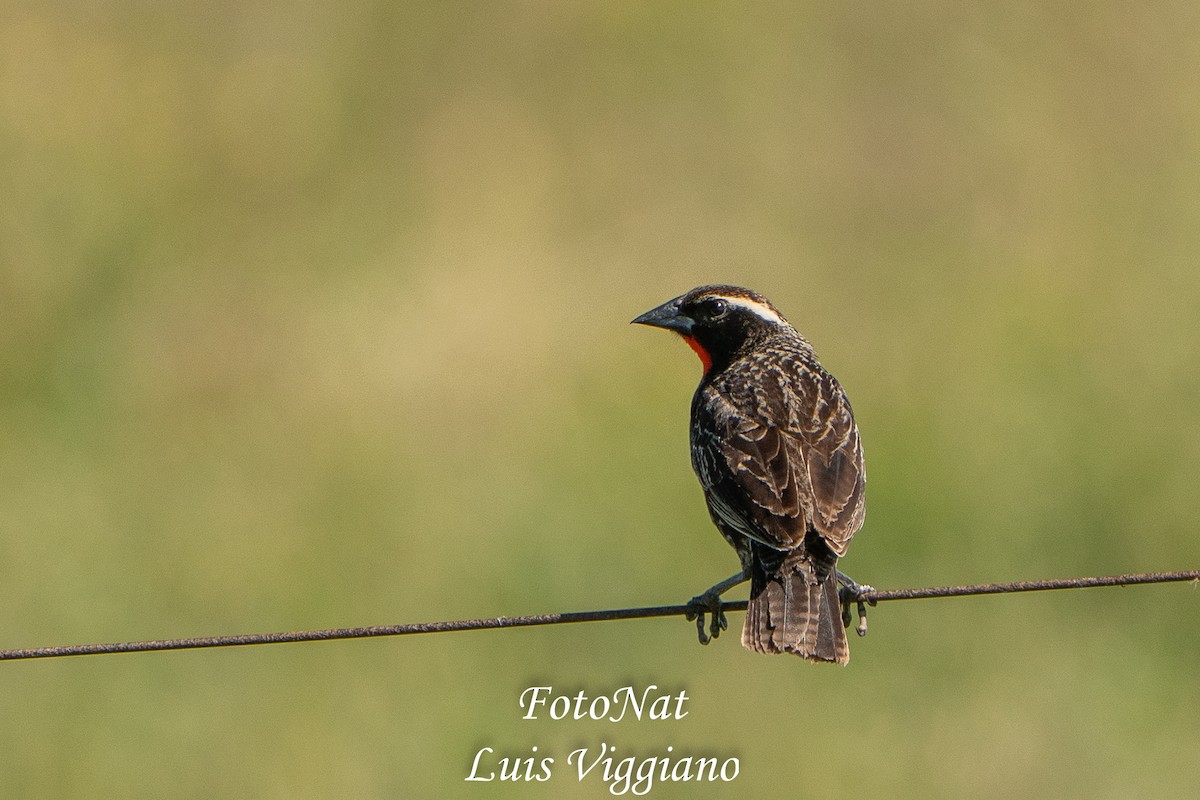 White-browed Meadowlark - ML645885995