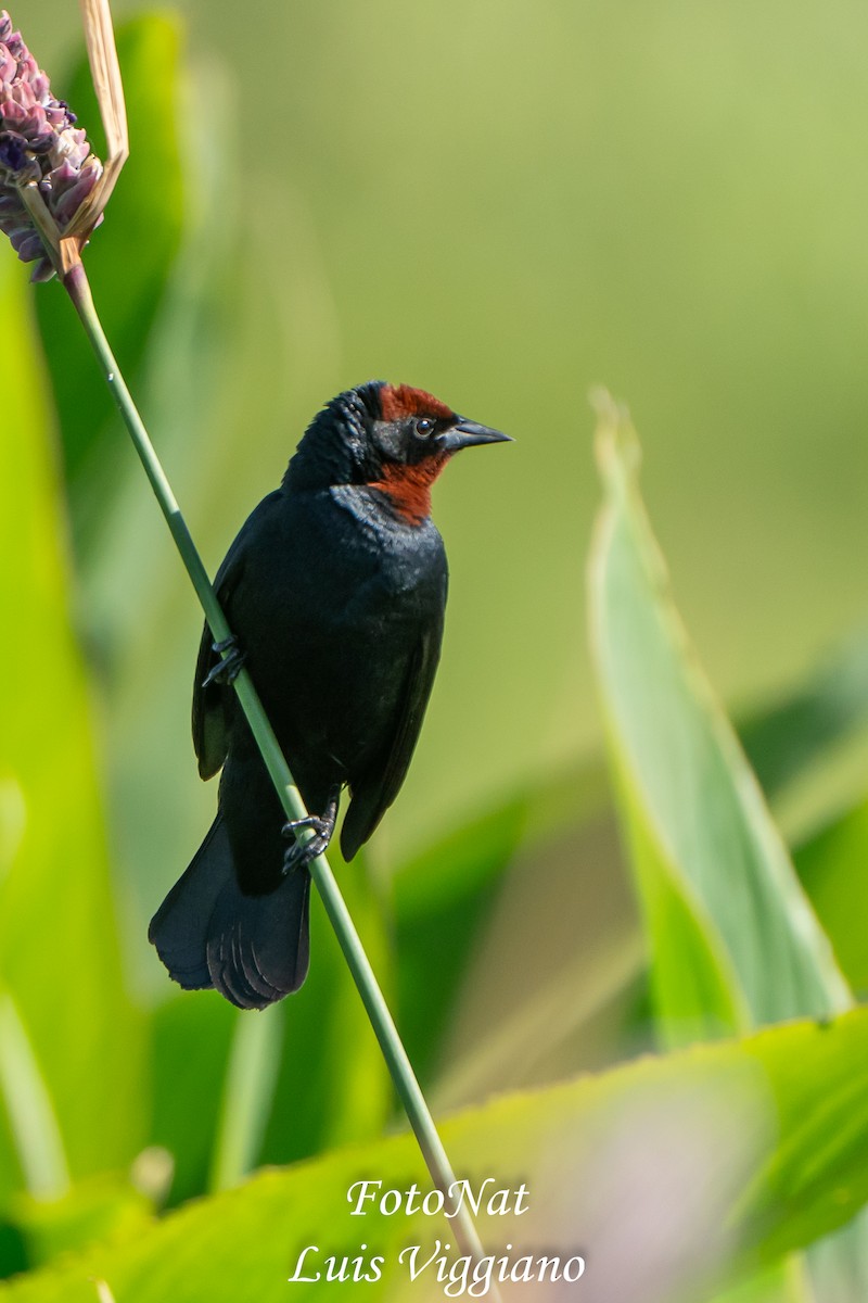 Chestnut-capped Blackbird - ML645886002