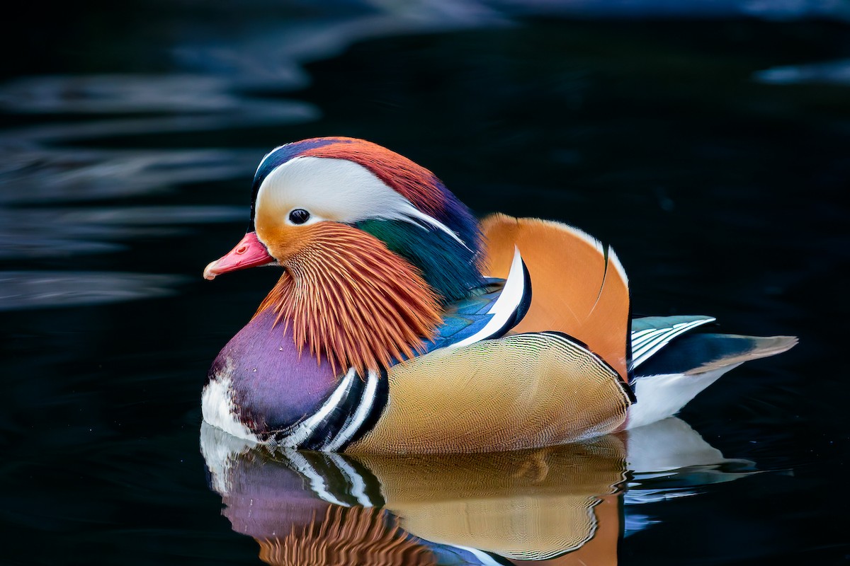 Mandarin Ördeği - ML645886004