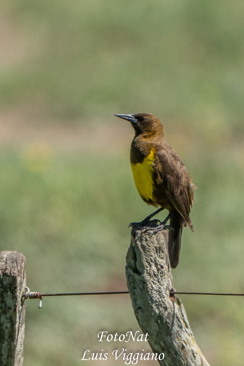 Brown-and-yellow Marshbird - ML645886008