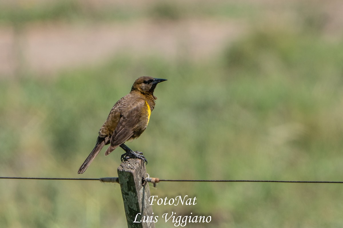 Brown-and-yellow Marshbird - ML645886009