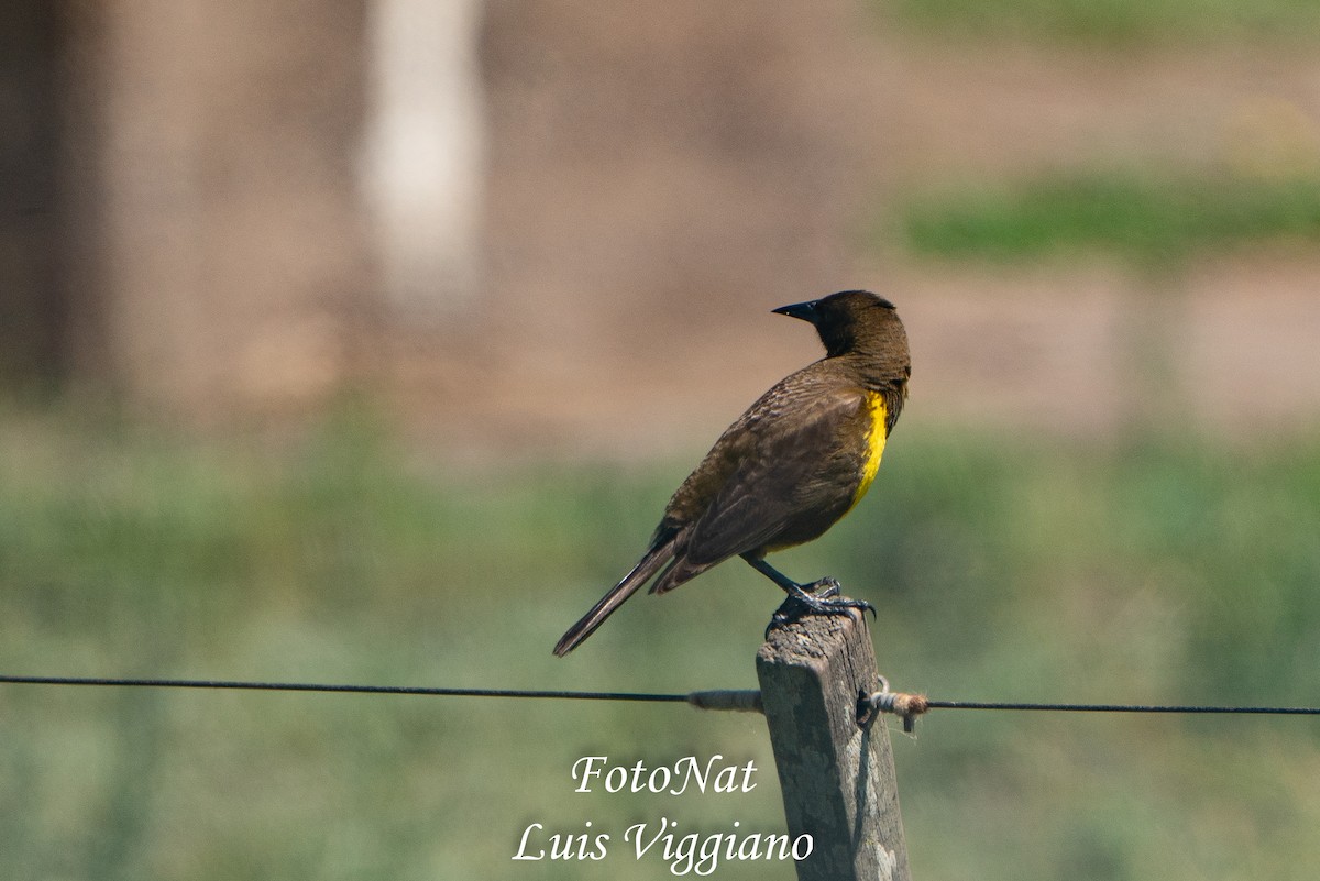Brown-and-yellow Marshbird - ML645886010