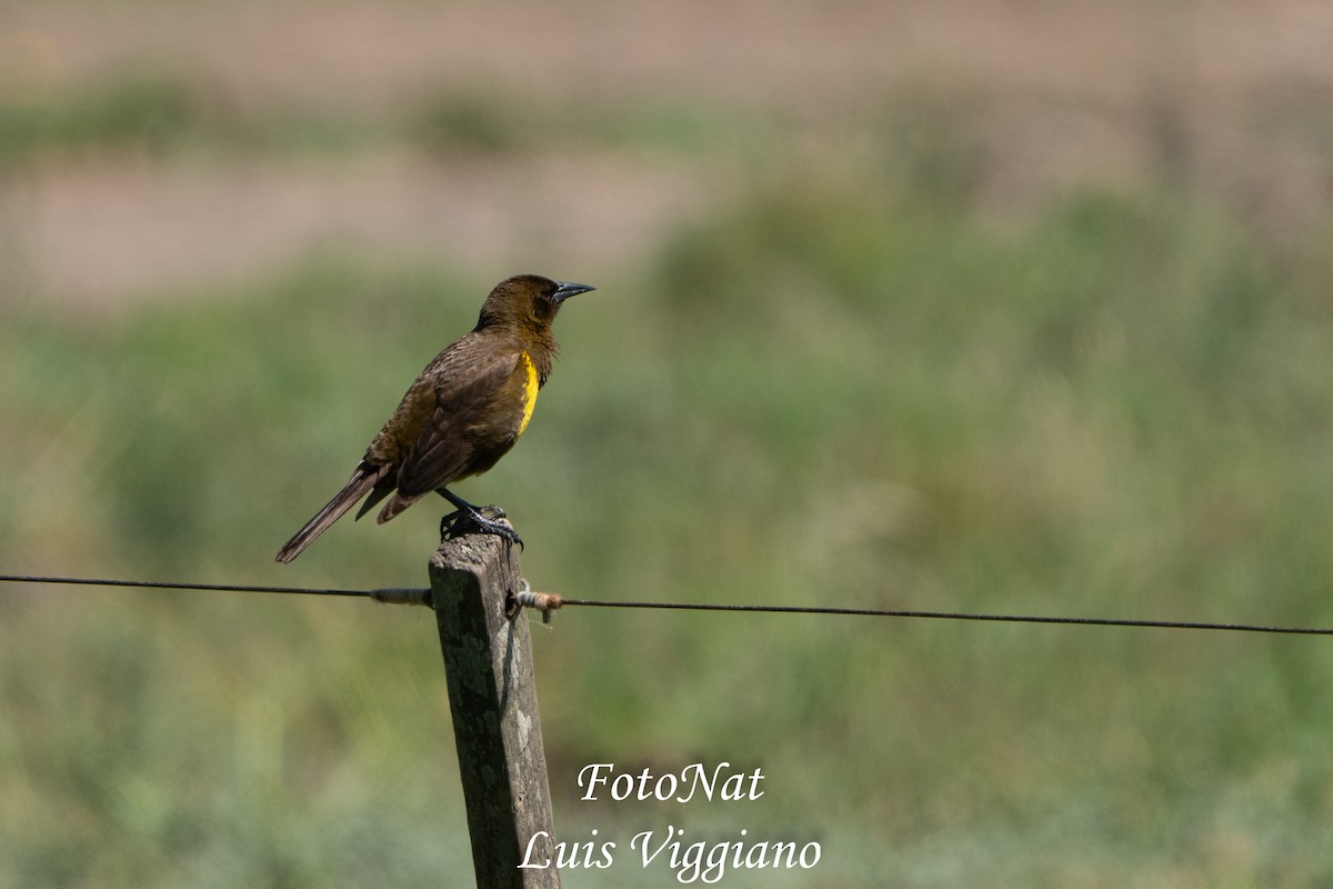 Brown-and-yellow Marshbird - ML645886011