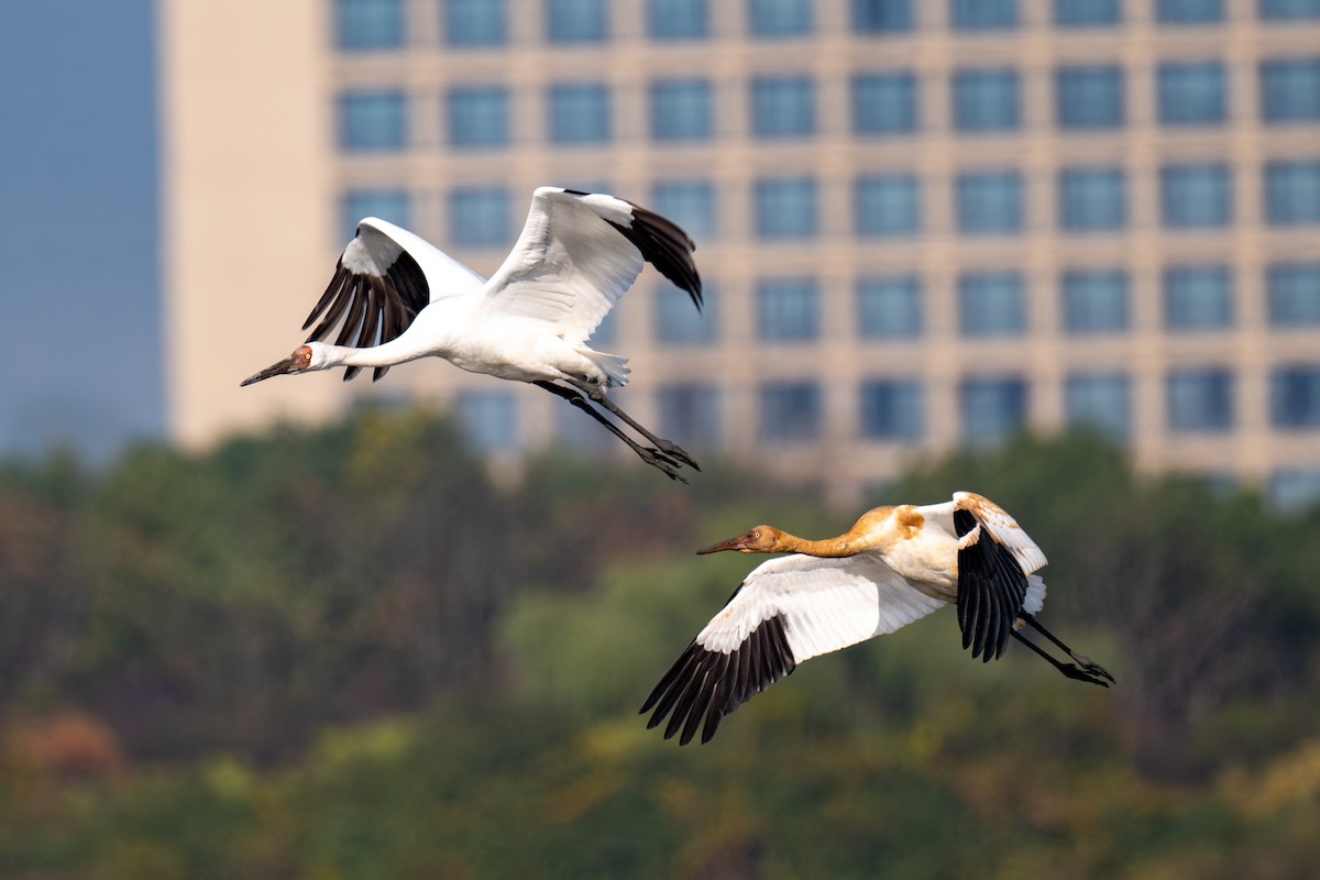 ソデグロヅル - ML645886016