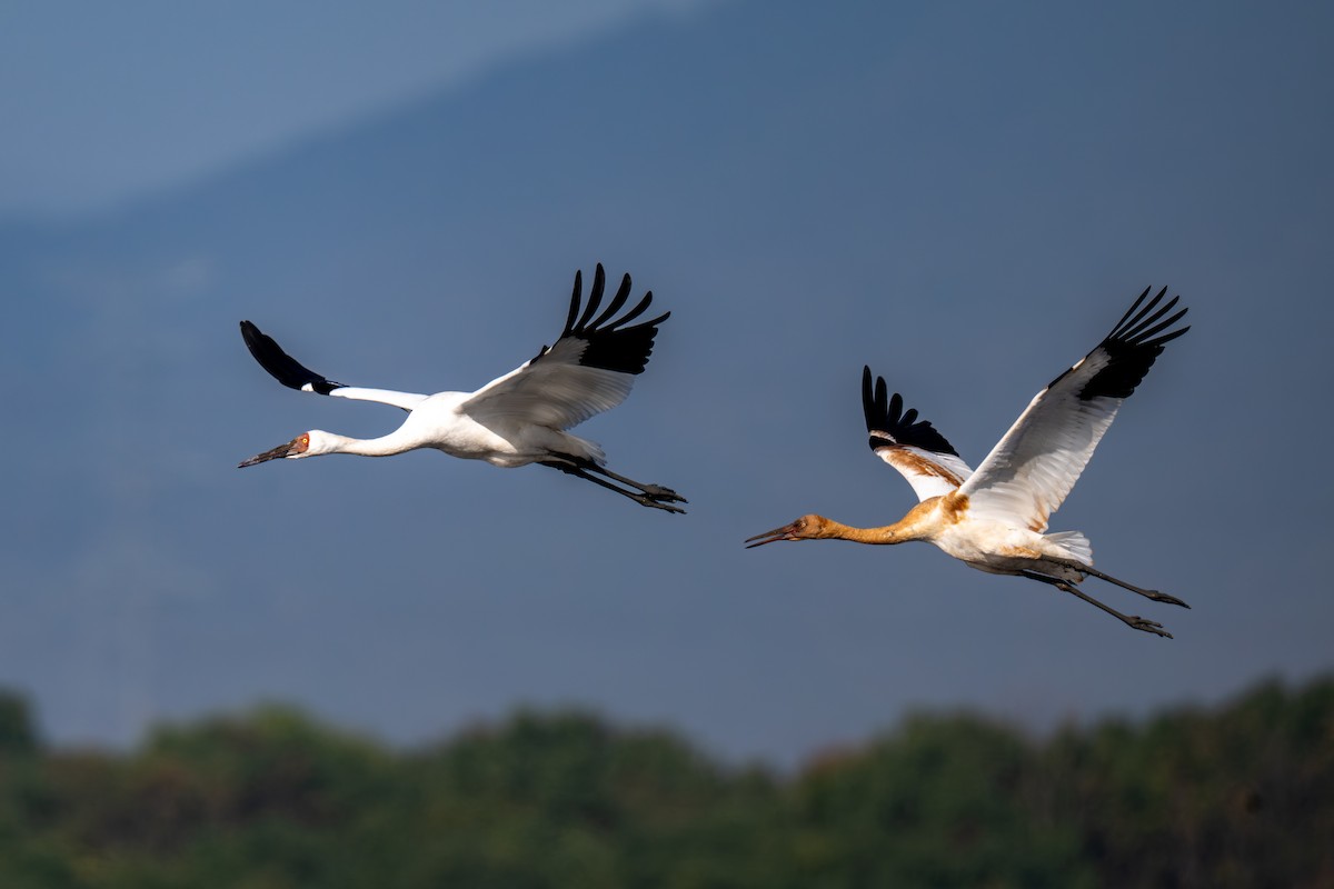 ソデグロヅル - ML645886017