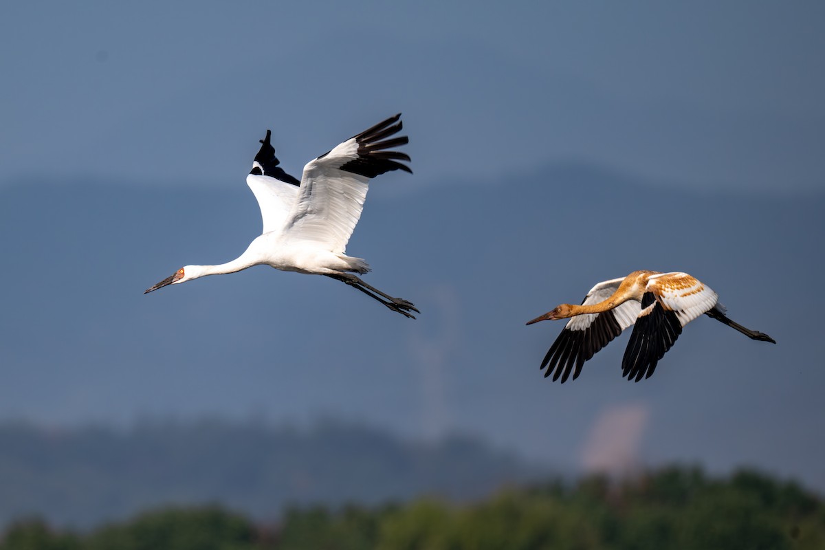 ソデグロヅル - ML645886018