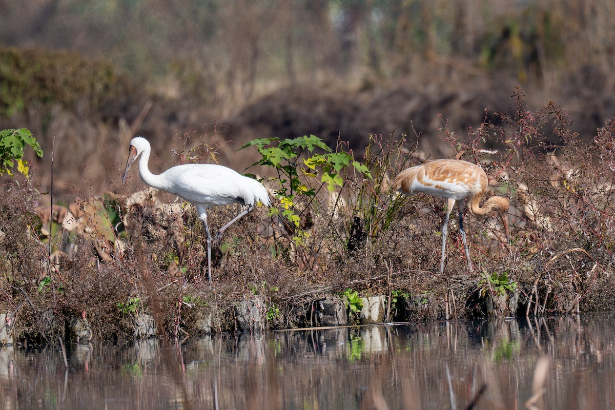 ソデグロヅル - ML645886019